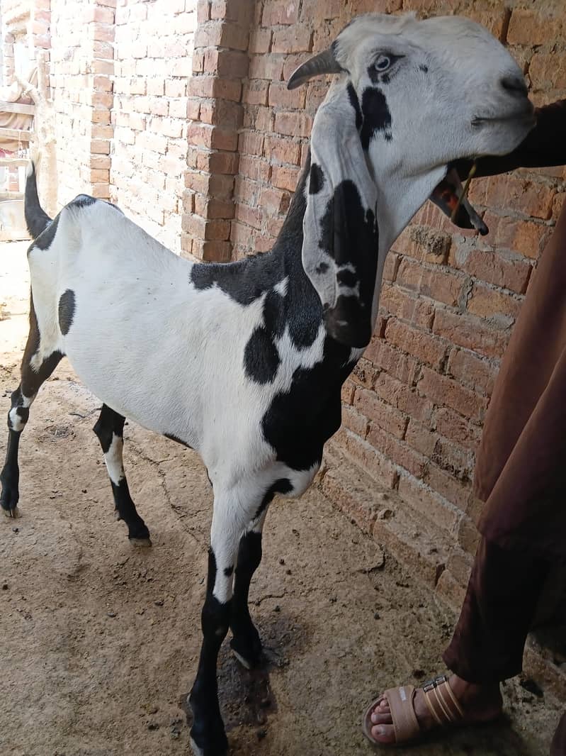 قربانی کے لیے بکرے 11