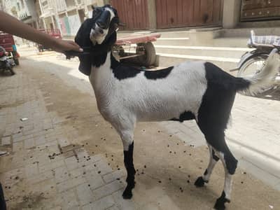 2 dant khasi bakra