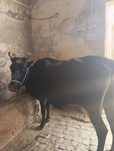 Cow jursey breed