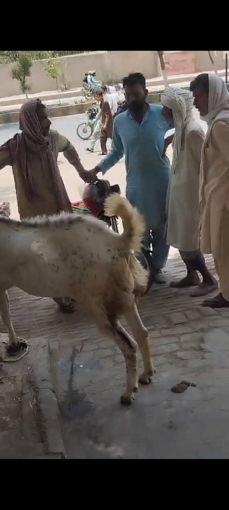 بکرا فور سیل 2