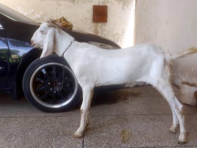 Ranjanpuri bakray available for Qurbani