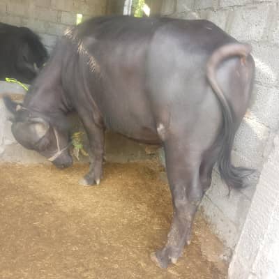 بھینسا برایے فروخت۔       Bull