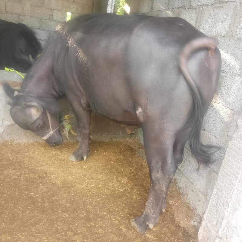بھینسا برایے فروخت۔       Bull 0