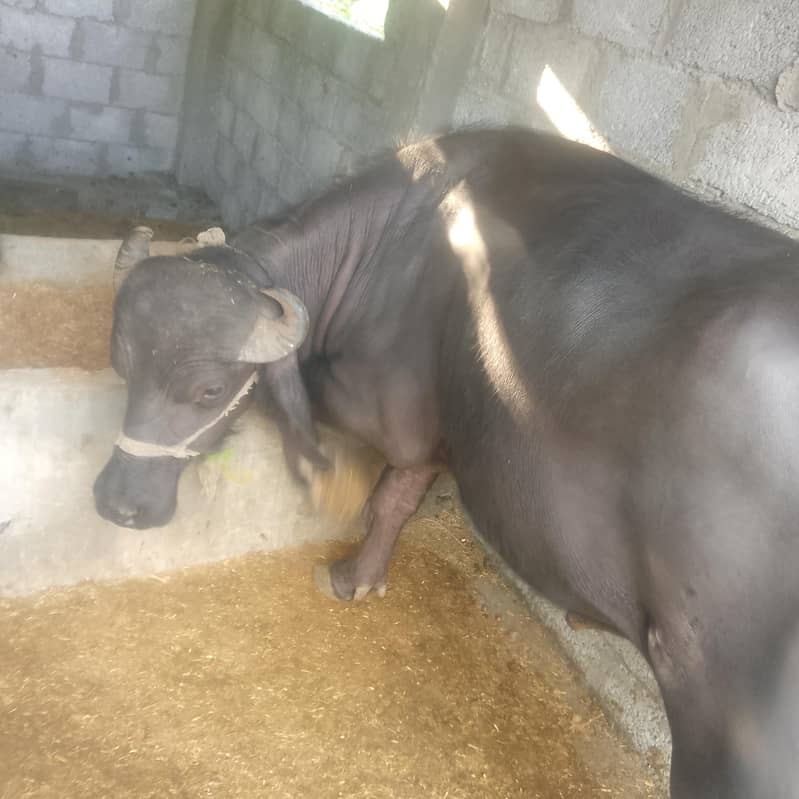 بھینسا برایے فروخت۔       Bull 1