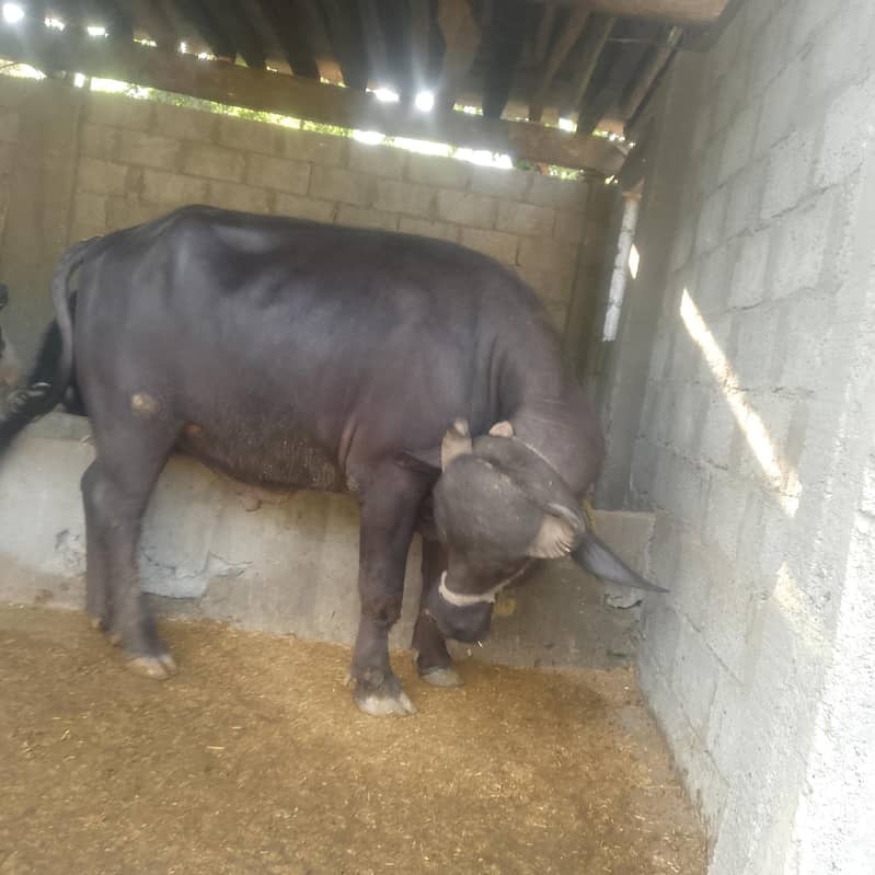 بھینسا برایے فروخت۔       Bull 2