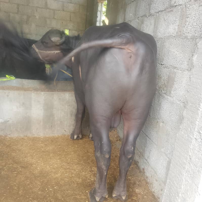 بھینسا برایے فروخت۔       Bull 3