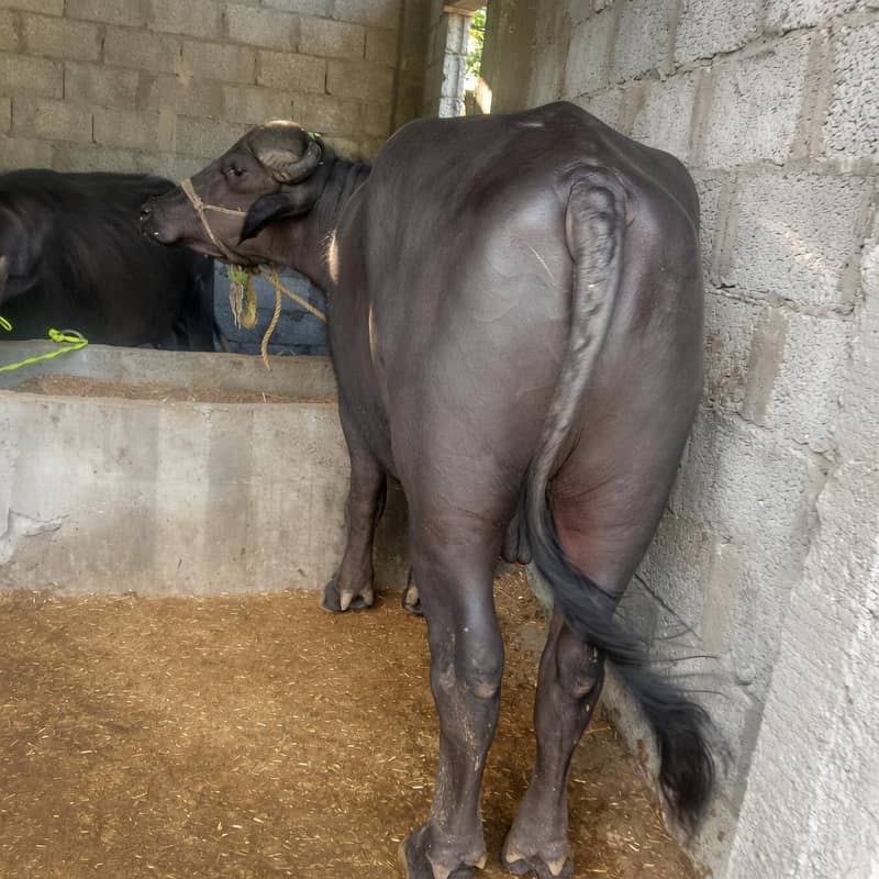 بھینسا برایے فروخت۔       Bull 4
