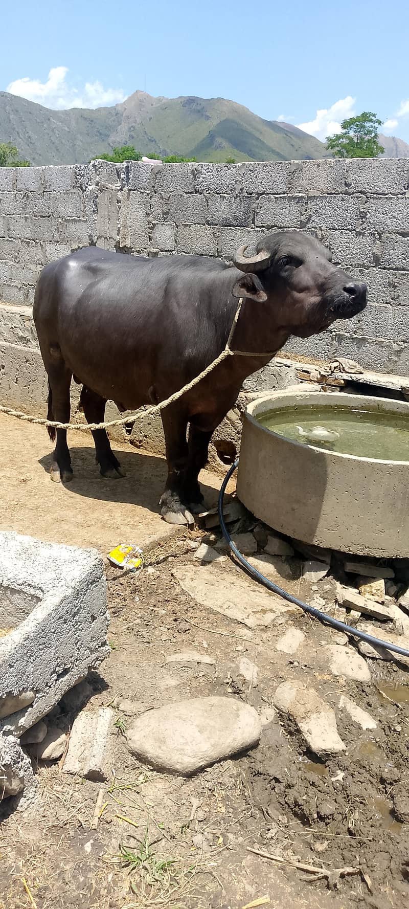 بھینسا برایے فروخت۔       Bull 5