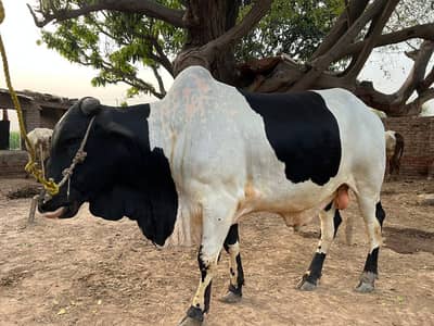 qurbani Kay liyan