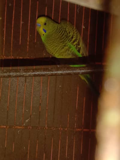 ya AK Australia parrot hai
