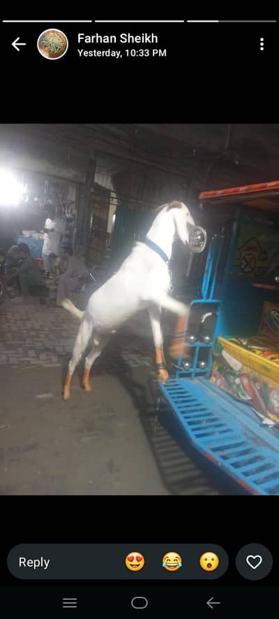 Bakra