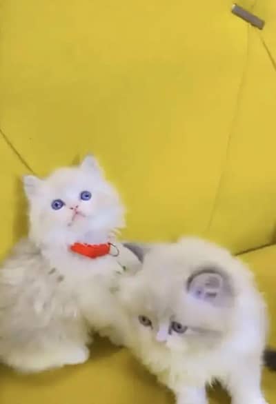 Persian female kitten for sale 0348_9629855 Whatsapp number