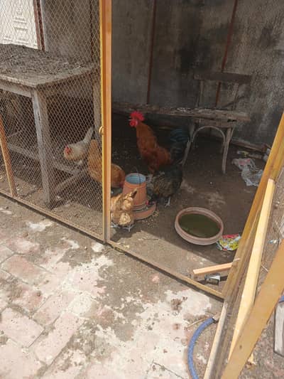 desi hens for sale. . one cock 5 hens for sale