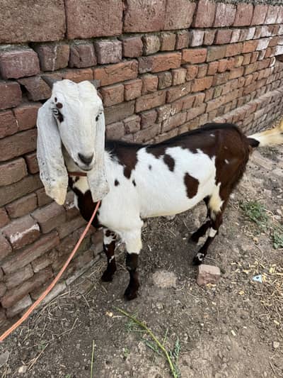 Qurbani Bakra for sale
