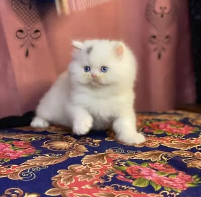 Persian female kitten for sale all Pakistan delivery available