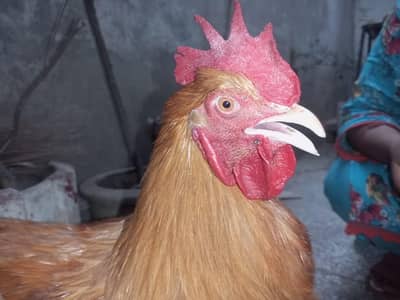 Golen Buff - Urgent for sale