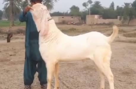 desi Bakra for sale/03229844345