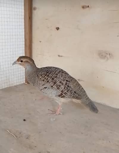 dakni tettr brider male