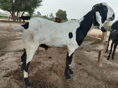 Qurbani wala bakra