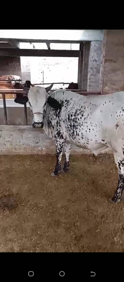 qurbani janwar 2dant
