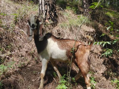 Qurbani bakre