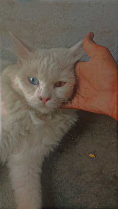 cat feet he