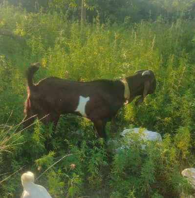 bakray available for qurbani
