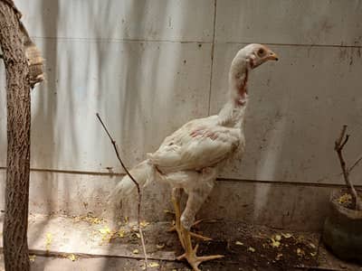 Aseel chicks - hens - roosters