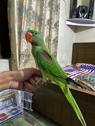 Raw parrot tamed