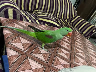 Raw parrot tamed