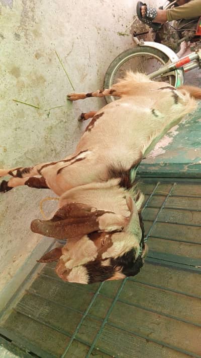 bakra / desi bakra /   / 2 dant bakra