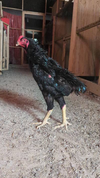 1 Shamo (black shamo male)