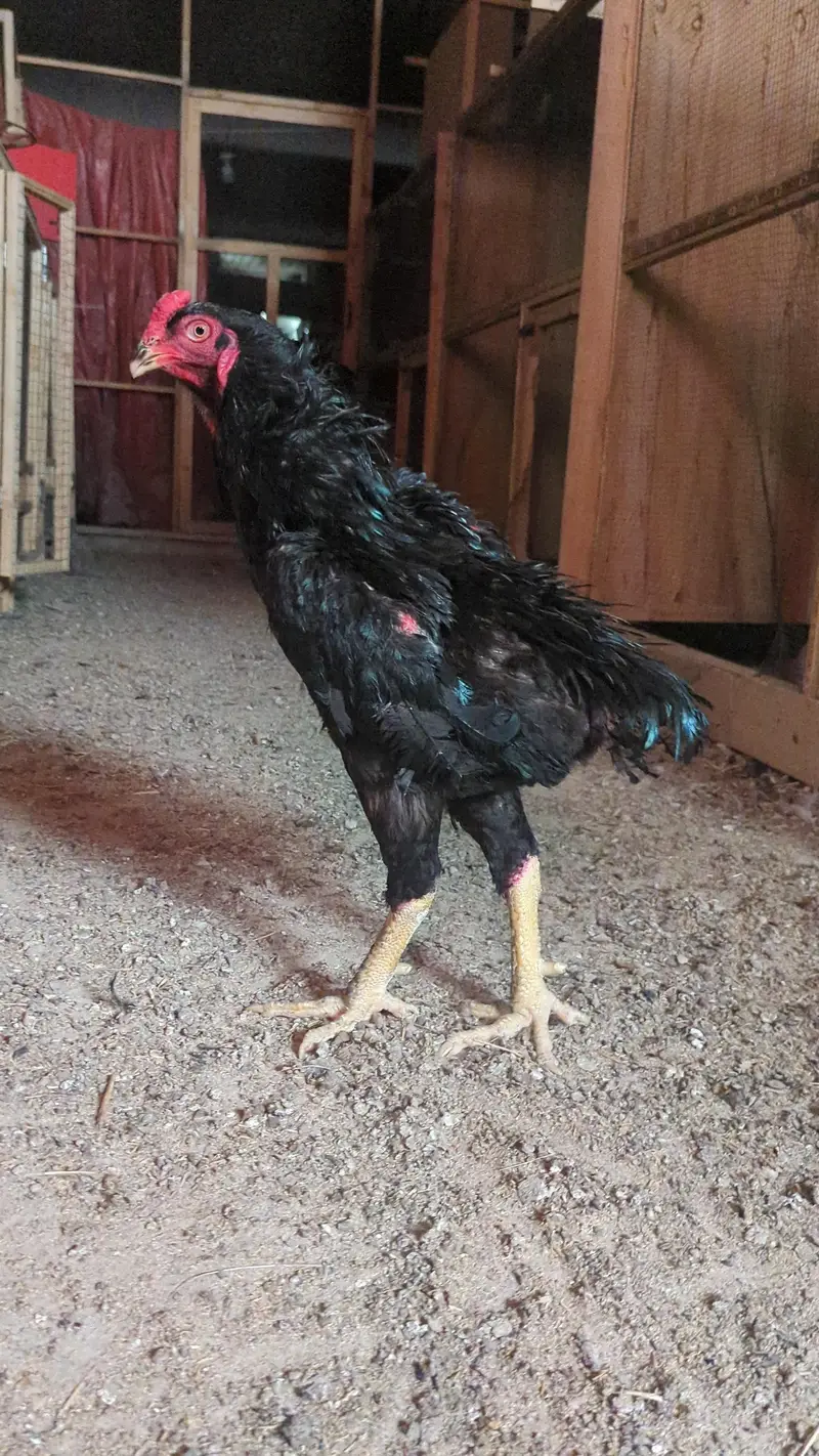1 Shamo (black shamo male)