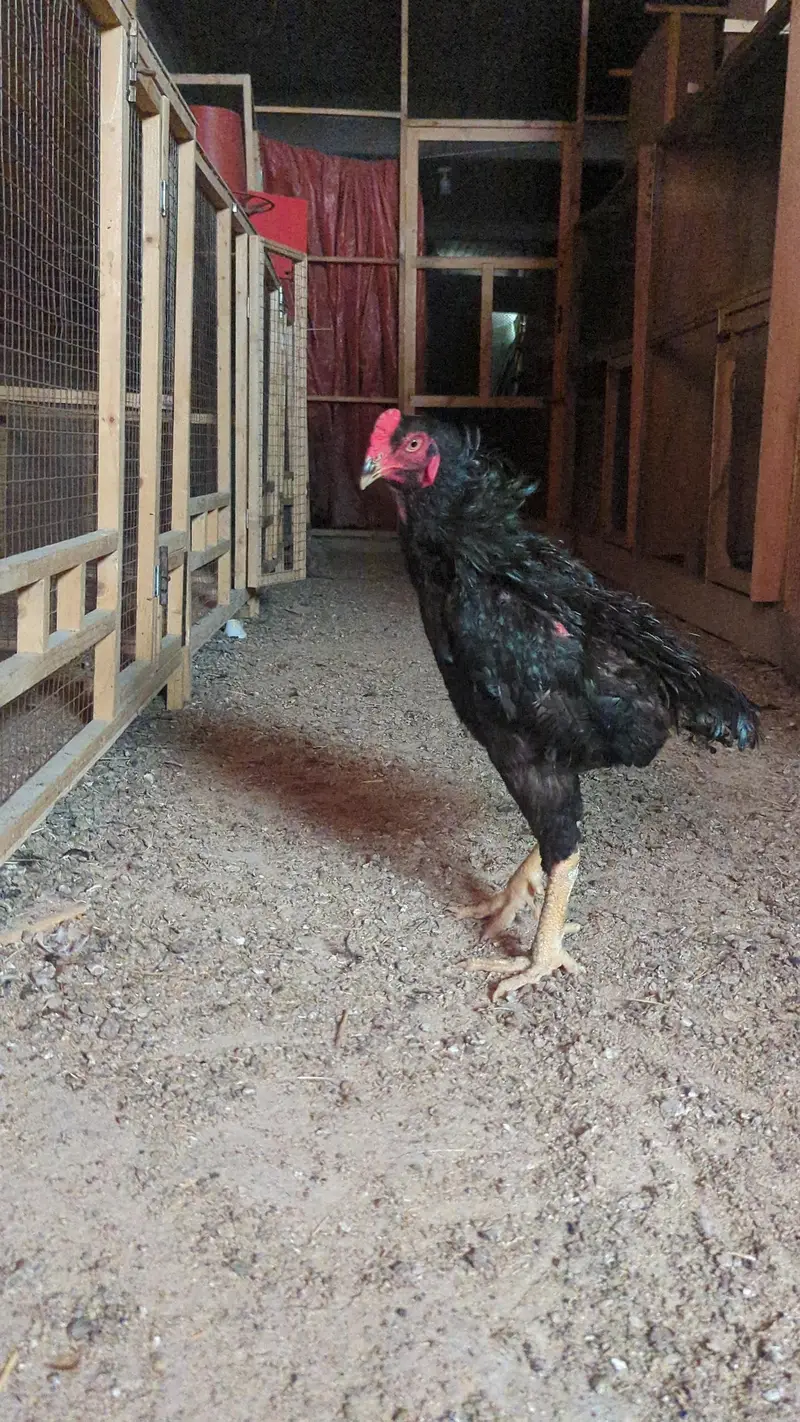 1 Shamo (black shamo male) — photo 2