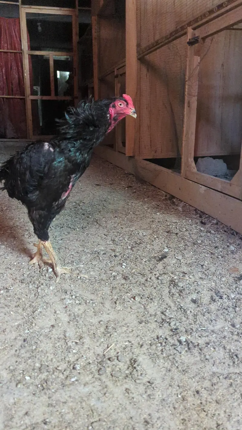 1 Shamo (black shamo male) — photo 3