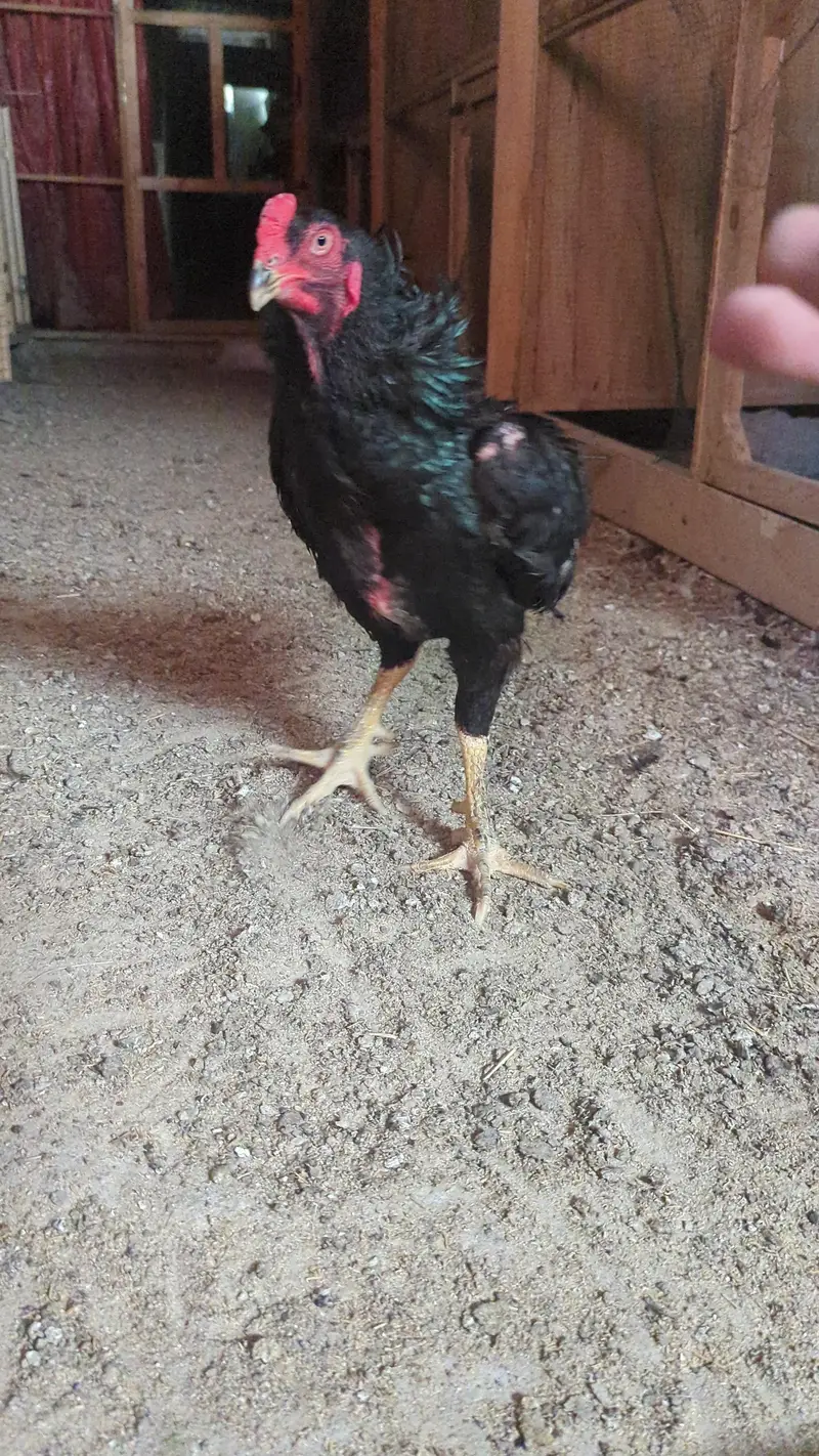 1 Shamo (black shamo male) — photo 4