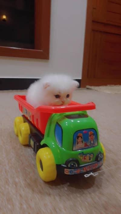 Beautiful Persian Kittens