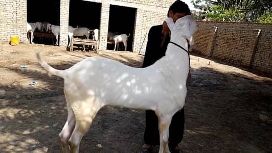 Desi Qurbani Goat for Sale – 0327 4139425