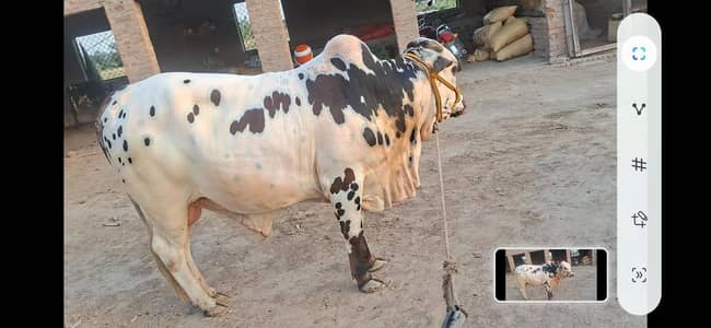 Bachara For sale