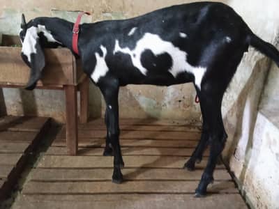 Desi bakriya for qurbani . Black fresh 2 dant ha . white wli ny bh dant