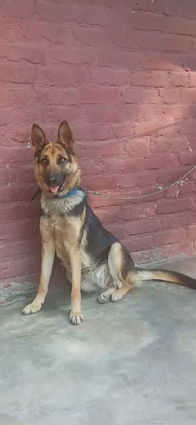 Security Dog beautiful