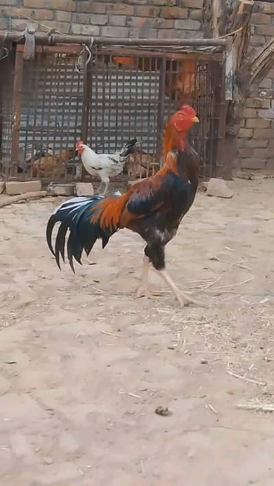 High quality aseel  setup for sale