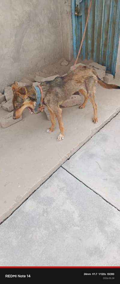 nice Dog