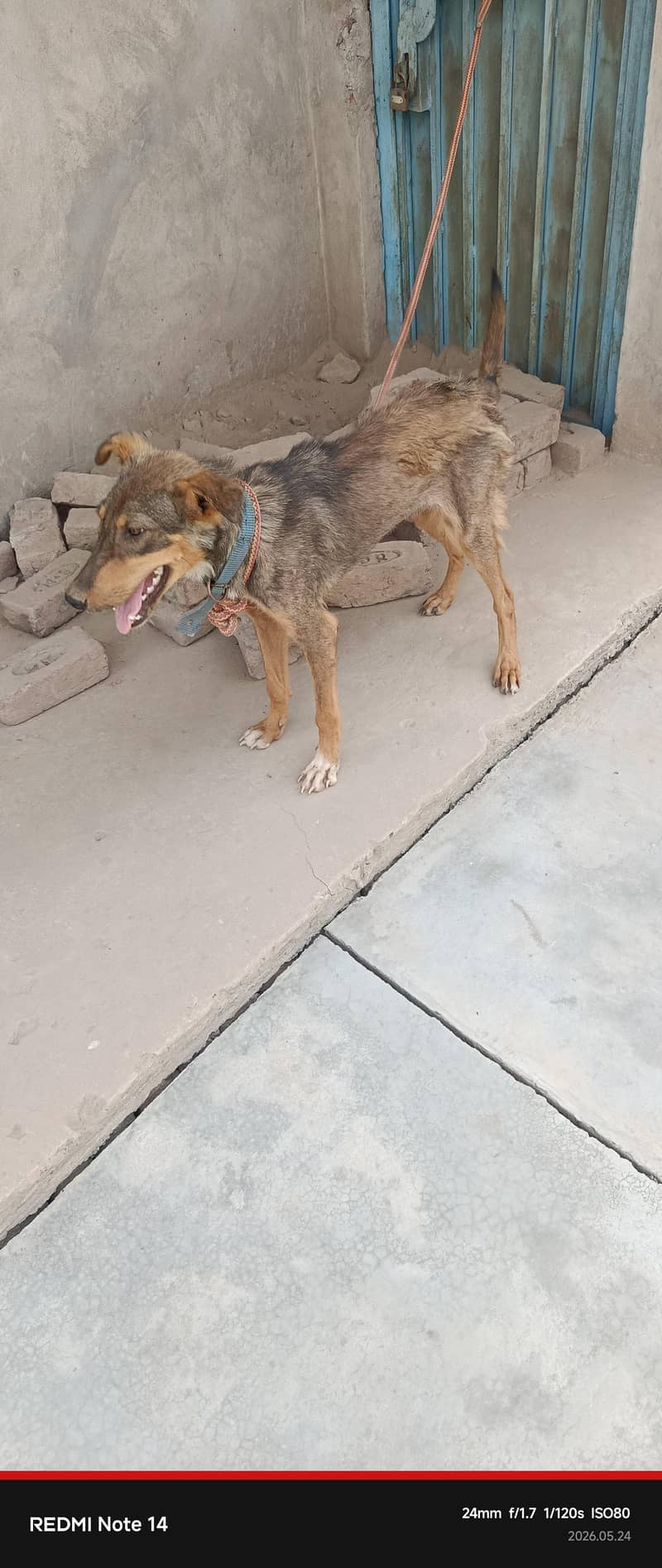 nice Dog 1