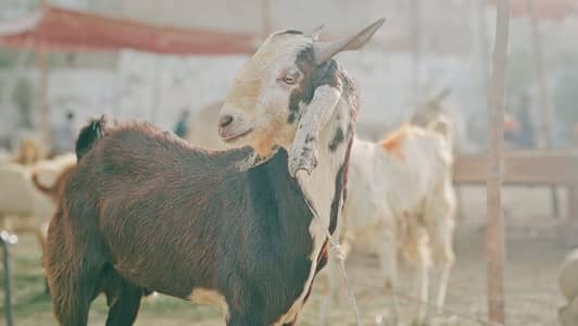 Goats For Sale taul ke hisaab se Calls only