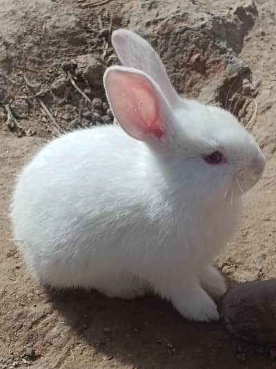 New Zealand White Rabbits