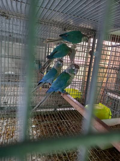 blue/ voilet torqouise conures parrot