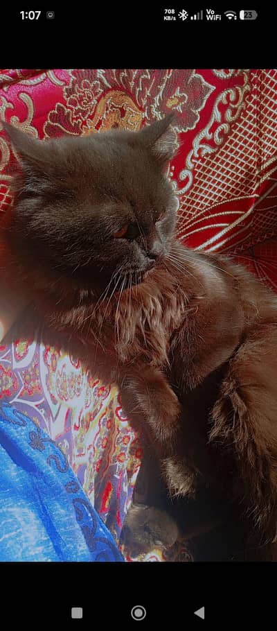 Black Persian triple furr healthy yellow eyes