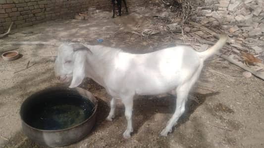 Qurbani Bakra for sale
