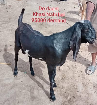 Bakra for qurbani 2026